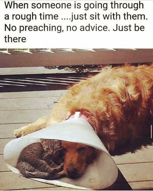 picture of a dog with a cone and a friendly kitten comforting him